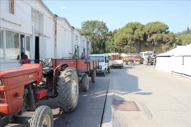 Tariş üzüm alımları başladı