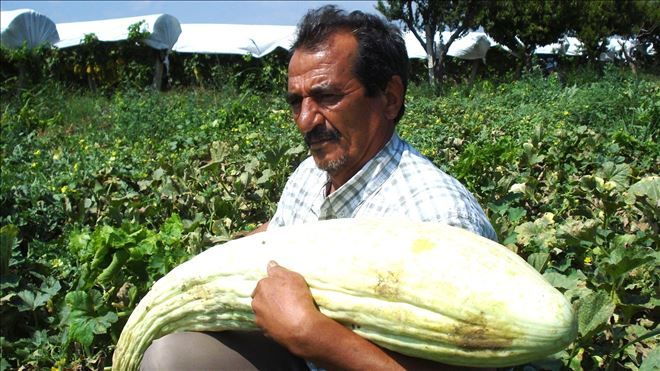 1 metre 35 santimetrelik acur 50 kilogramlık kabak yetiştirdi