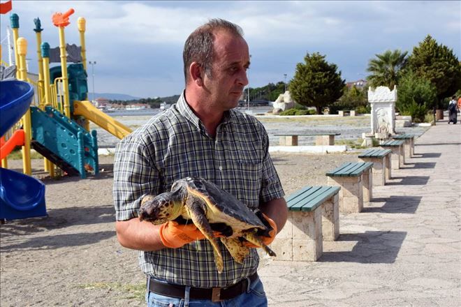 Aliağa´da Caretta Caretta Ölümleri