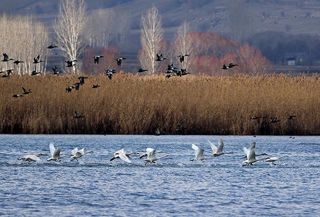 Van Gölü`nün ‘asil  ziyaretçileri Kuğular 