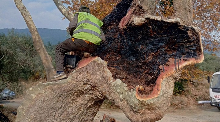 950 Yıllık Menengiç Ağacı Tedavi Edildi