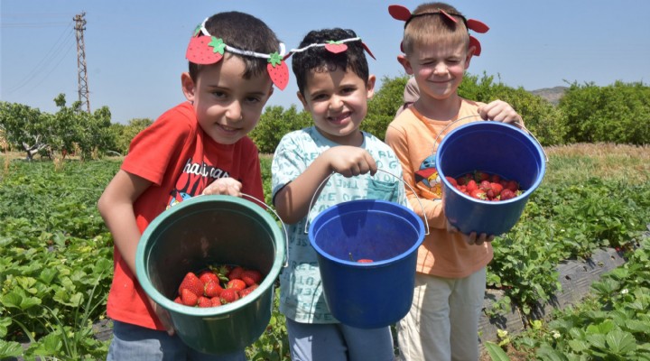 MENEMEN'DE ÇİLEK KOKULU GÜNLER BAŞLIYOR