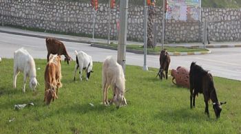 Keçiler Manisa Karayoluna İndi