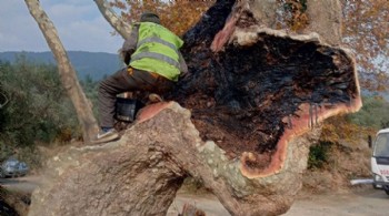 950 Yıllık Menengiç Ağacı Tedavi Edildi