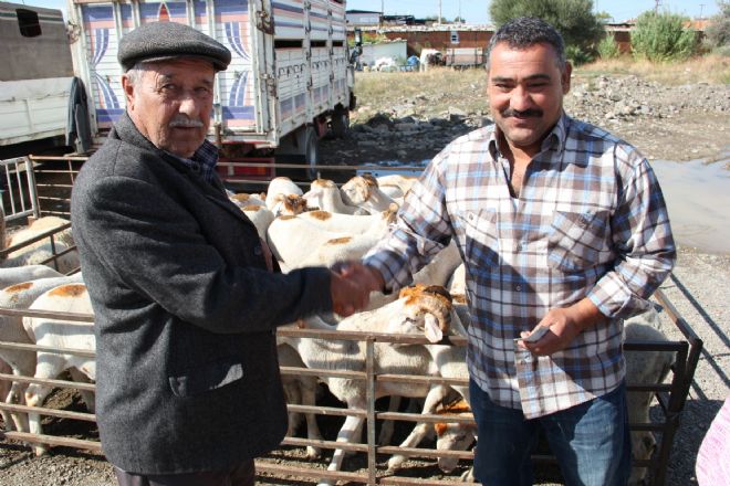 Küçükbaş kurbanlıklar 600 TL den satılacak 