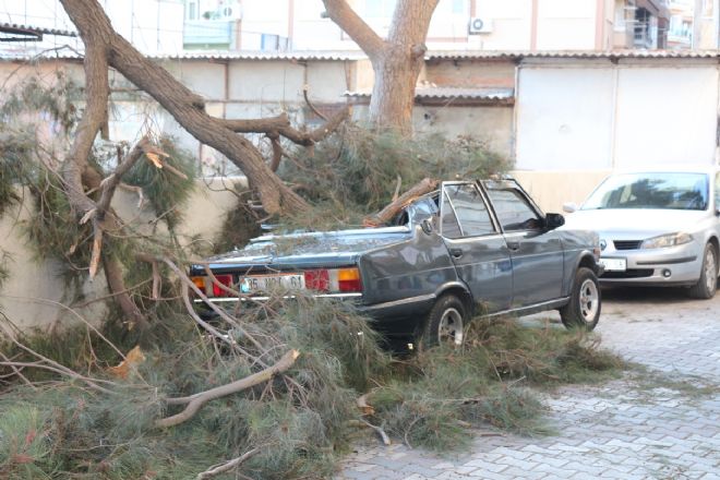 Çam Ağacı Arabanın Üstüne Devrildi  