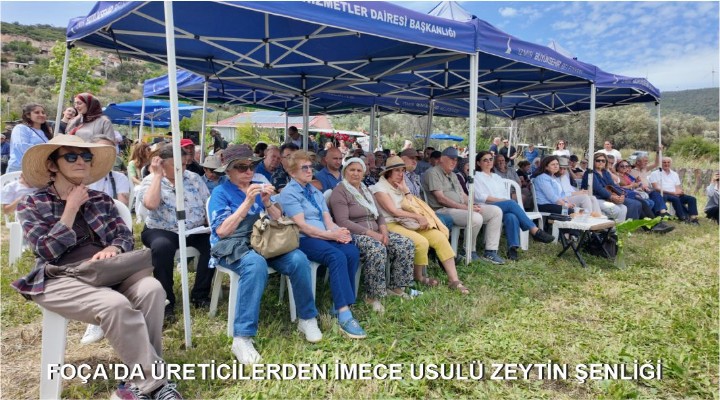 FOÇA'DA ÜRETİCİLERDEN İMECE USULÜ ZEYTİN ŞENLİĞİ