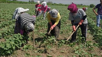Tarım İşçi Ücretleri Belirlendi