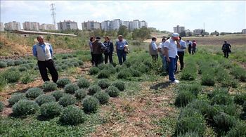 Ege Tarımsal'da Lavanta ve Arıcılık Eğitimi