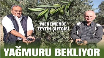 Zeytinci Yağmuru Bekliyor