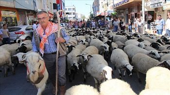 Çobanın Bayramı