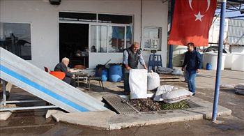 Foça´da Yılın İlk Zeytin Sıkımı Gerçekleştirildi