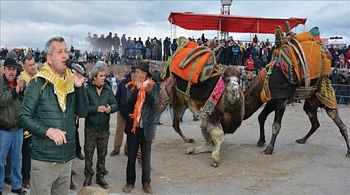 Soğuğa rağmen Menemen´de deve güreşlerine büyük ilgi?