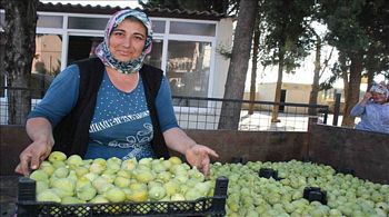 BOZALAN´DA İNCİR FESTİVALİ