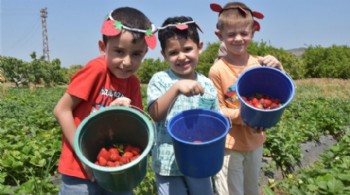 MENEMEN’DE ÇİLEK KOKULU GÜNLER BAŞLIYOR